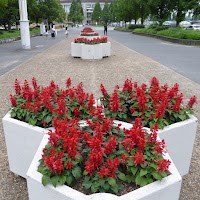 花博記念公園鶴見緑地　サルビアの花壇
