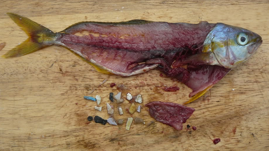 Ternyata Limbah Kantong Plastik Sampai ke Tubuh Anda Generasi Biologi