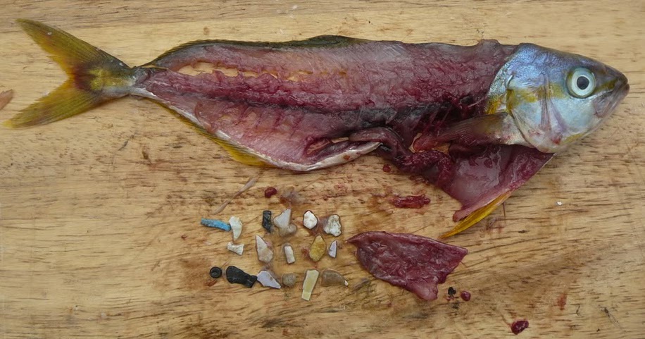 Ternyata Limbah Kantong Plastik Sampai ke Tubuh Anda