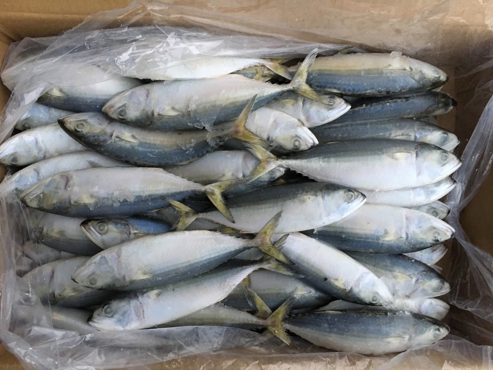 FROZEN INDIAN MACKEREL AAA GRADE THAILAND MARKET FOREVER GREEN
