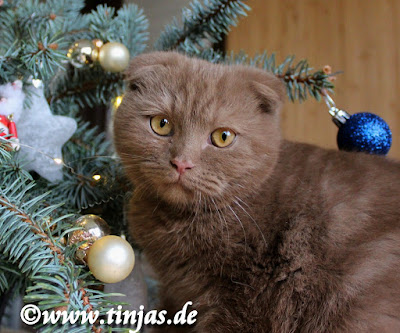 Kitten Scottish Fold cinnamon Katzenbaby cinnamon tinjas