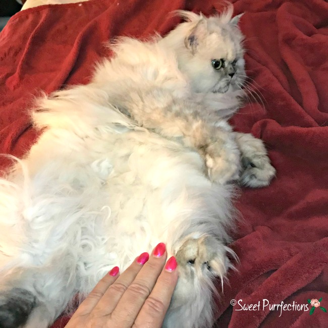 Floofilicious belly - Truffle