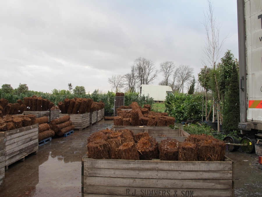 paradis express Seagrave Nursery tree ferns