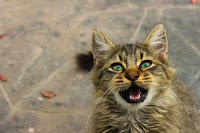 Déchiffrer le comportement d'un chat