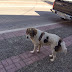 Ηγουμενίτσα: Χάθηκε το σκυλάκι της φωτογραφίας