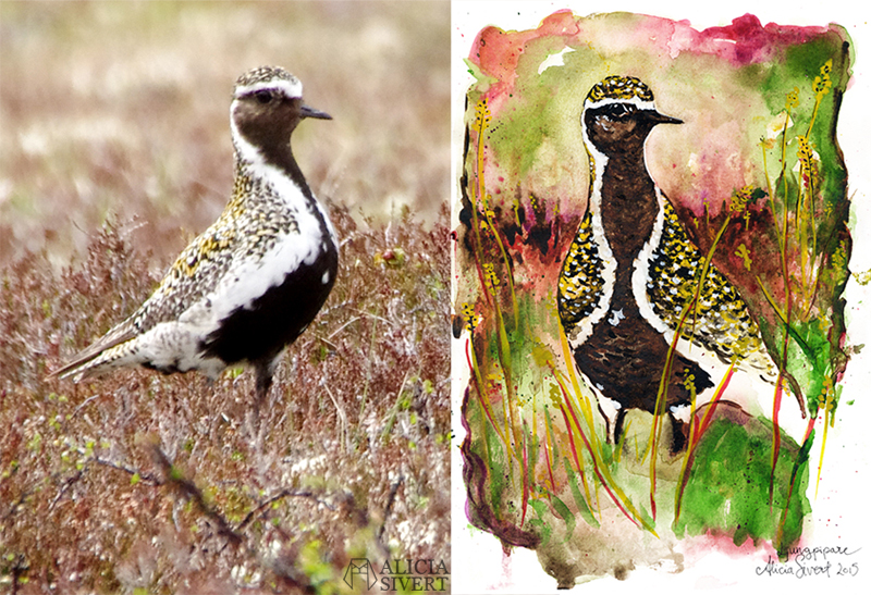 "Ljungpipare på Skalfjället" by Alicia Sivertsson. Painting and reference photo.