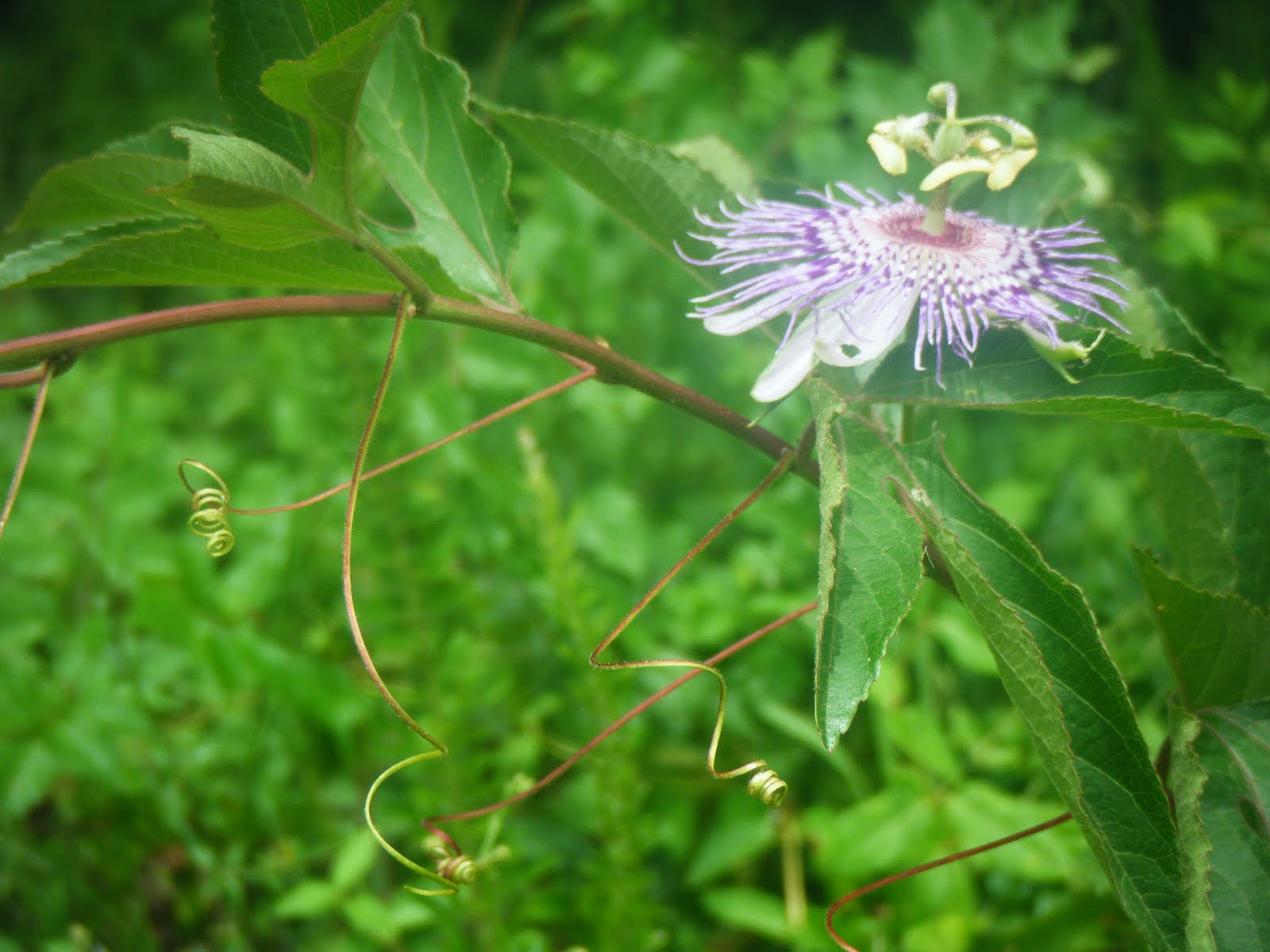 The Botanical Hiker Passionate about Passionflower