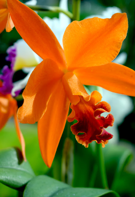Orchid Daze 2017 | Atlanta Botanical Garden | Photo: Travis S. Taylor