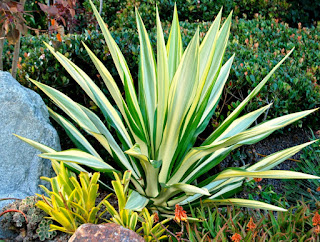 Furcraea Gigantea Variegata Furcraea Gigantea Variegata - furcraea gigantea variegata, furcraea gigantea mediopicta, furcraea foetida white, agave furcraea foetida, furcraea gigantea furcraea gigantea striata - 29 Jenis Tanaman yang Sering Dijadikan Penghias Taman - honaylandscape.blogspot.com