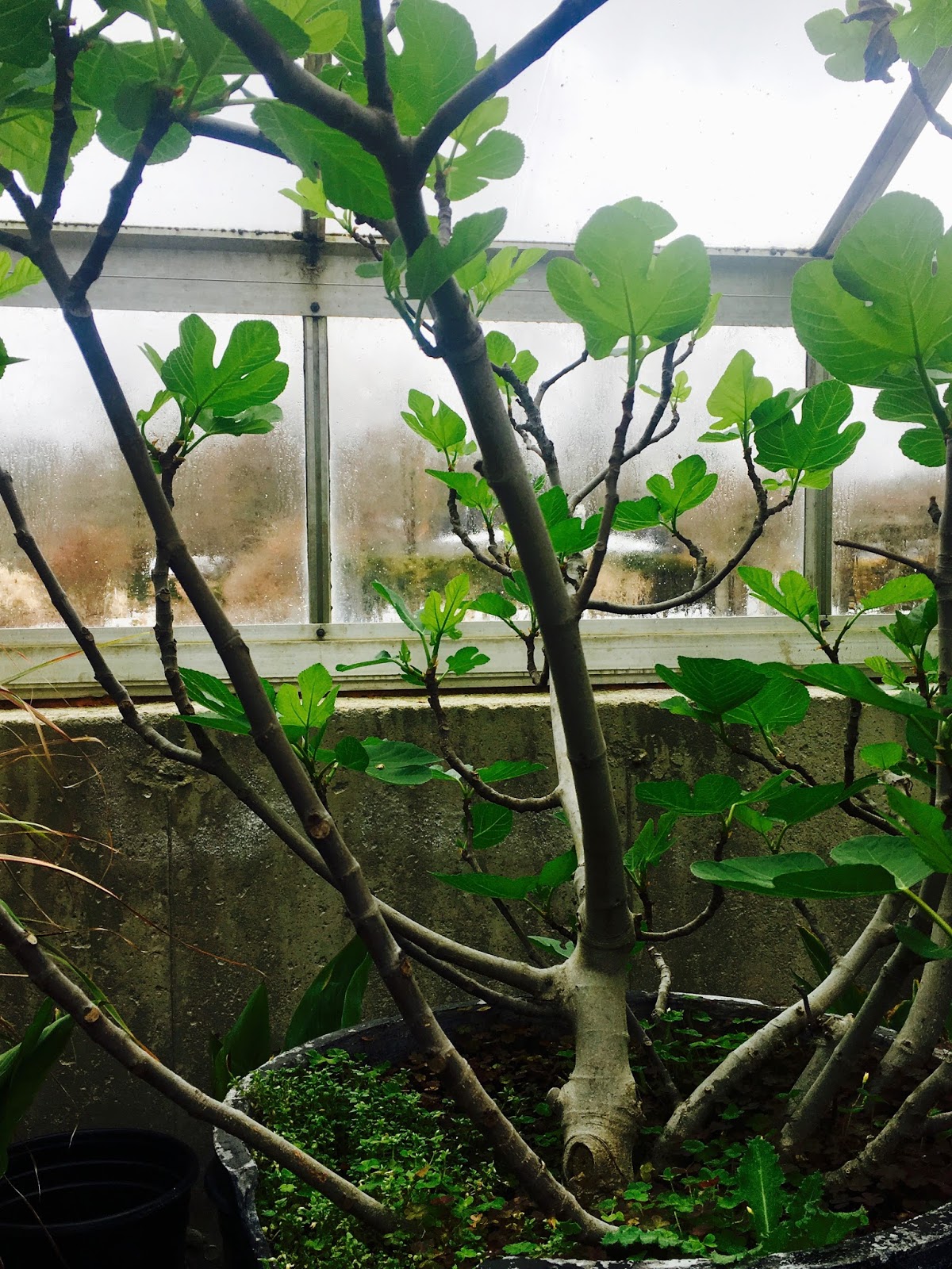 Mop Philosophy Winter Gardens at Langdon Hall