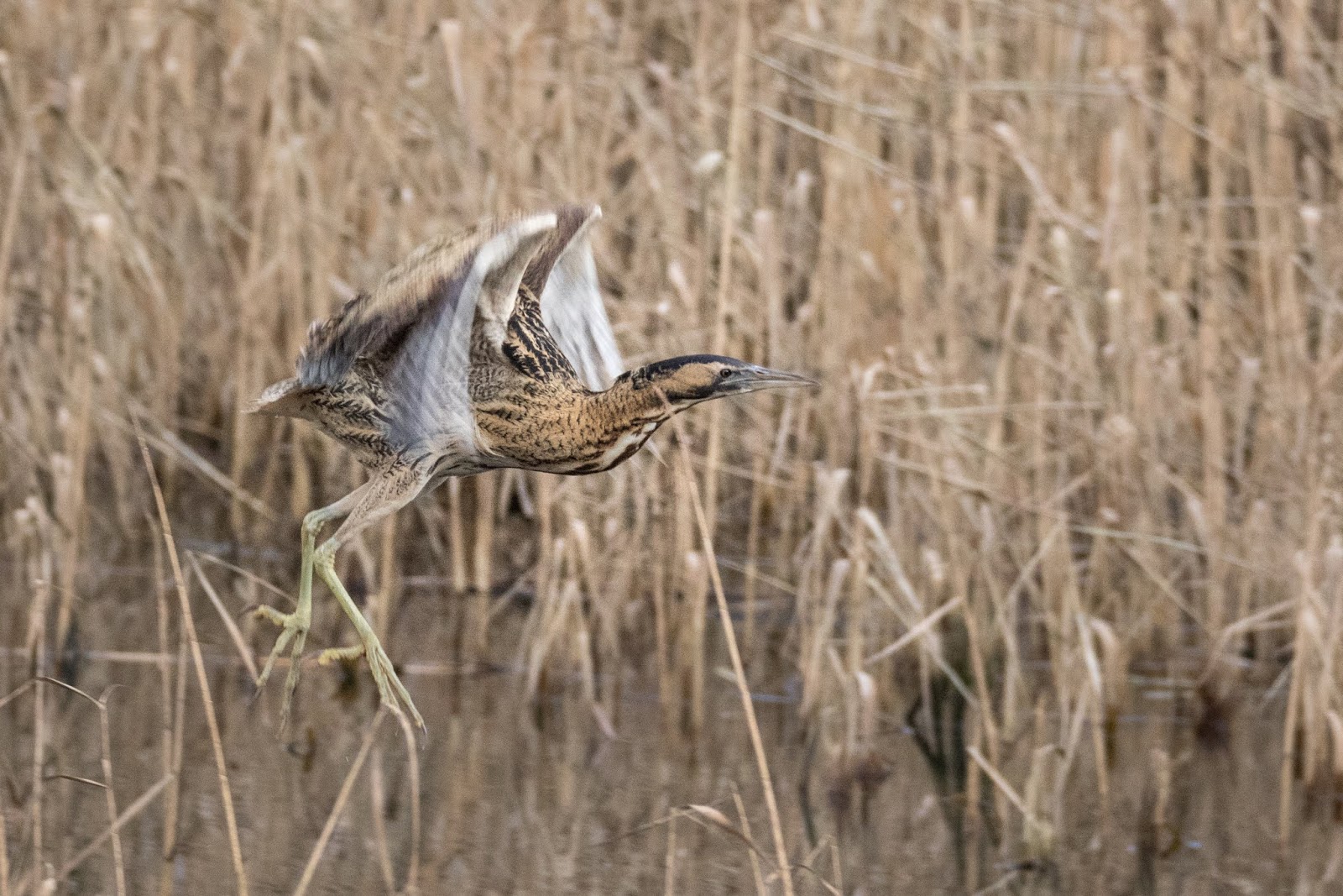 TrogTrogBlog: Bird of the week - Bittern