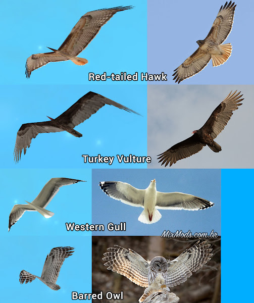 gta sa san mod birds update pássaros hd birds textures texturas