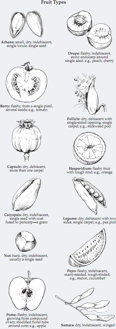 Fruit types