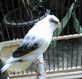 Jual Beli Burung Kenari Kota Bandung Bandung Aktual