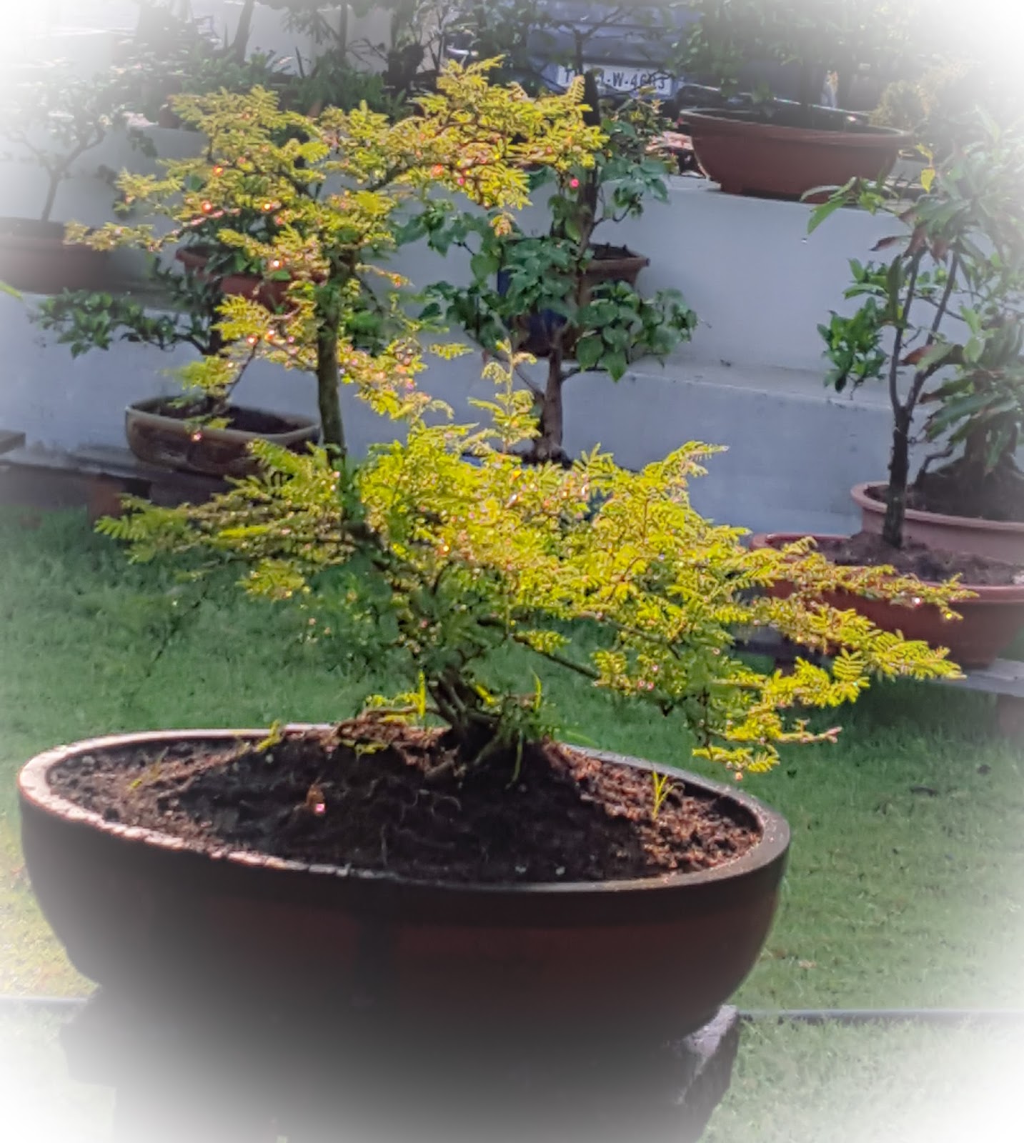 Bodhi Bonsai, Chennai, India March 2016