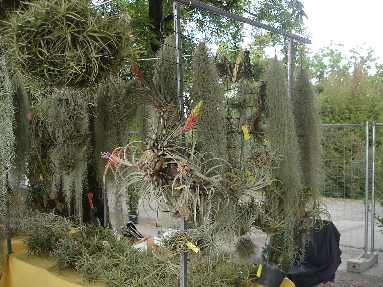 blog di Sara Murabilia 2015 Lucca (II parte)