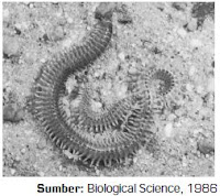 Klasifikasi Kingdom Animalia dari Filum Annelida Kelas Polychaeta, Kelas Oligochaeta dan Kelas Hirudinea