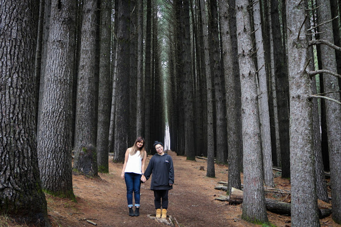 Laurel Hill Sugarpine Forest NSW