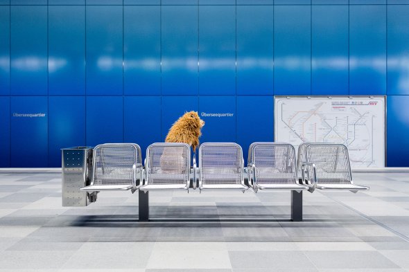 Um cachorro fantasiado de leão na cidade grande na fotografia de Julia Marie Werner Julia Marie Werner fotografia cão cachorro fantasiado como leão cidade grande big city lion