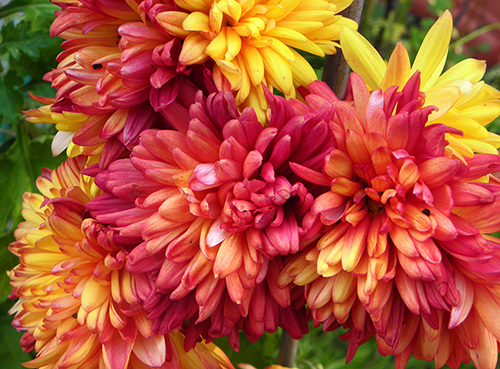 Yellow, Red, and Orange Cluster of Mums