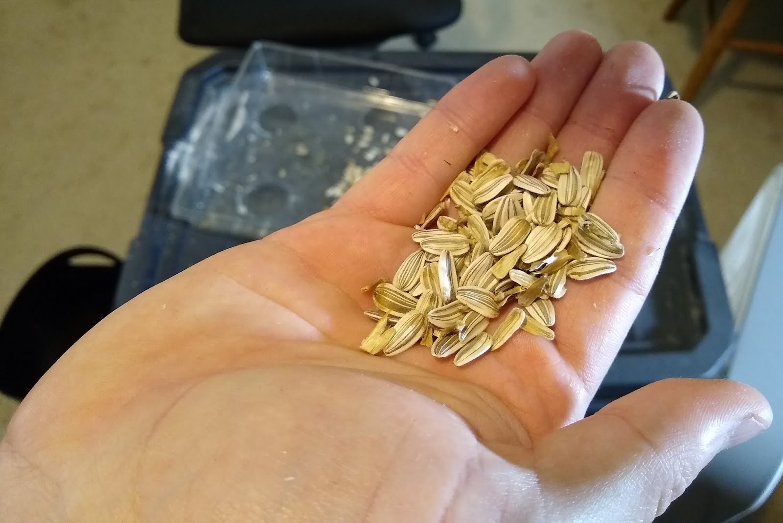 Saving Sunflower Seeds Greens and Machines