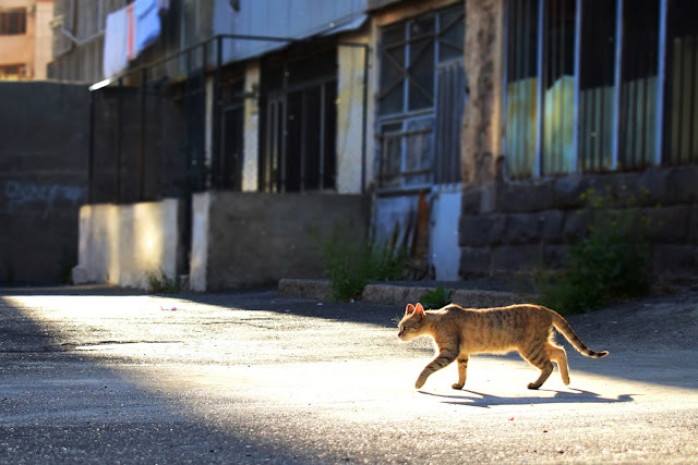 http://www.travelerjes.com/2018/05/23-pics-found-brown-street-cat-took-in.html