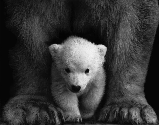 animals photos animals photos