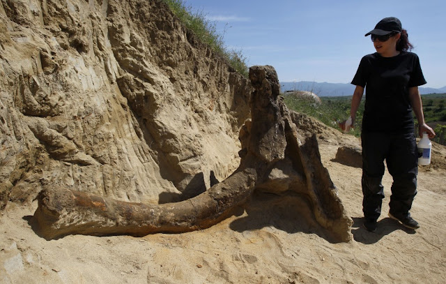 8 million-year-old elephant-like remains found in FYROM 8 million-year-old elephant-like remains found in FYROM