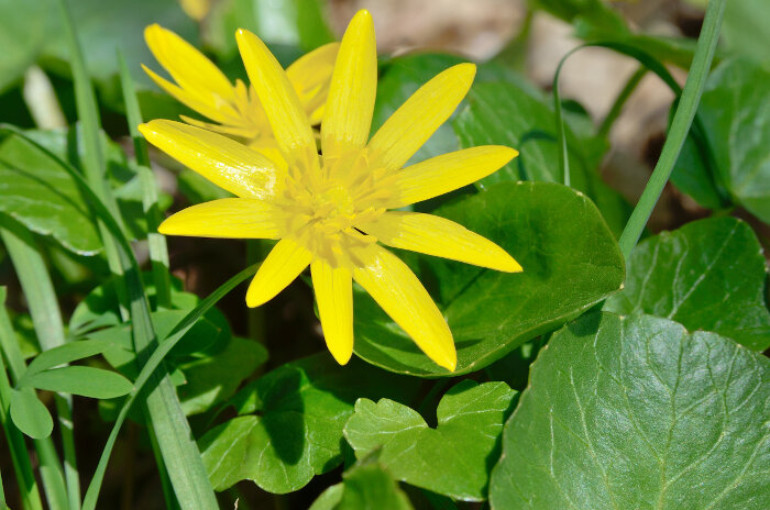 buttercup flower wallpaper buttercup flower wallpaper