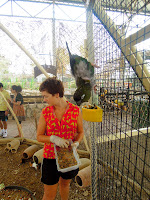 parrot feeding