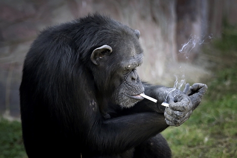 Shocking photos of an Ape Smoking cigarette ~ LeviTodaY