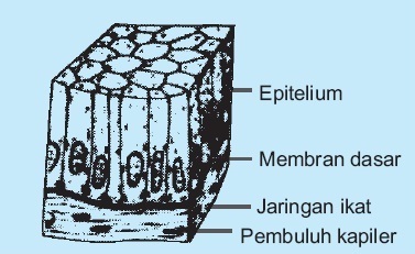 Struktur dan Fungsi Jaringan Epitelium Simpleks pada Hewan