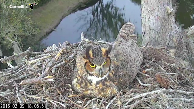 naturephilia cornell lab of ornithology bird cams naturephilia cornell lab of ornithology bird cams