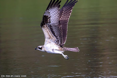 Águila pescadora (Pandion haliaetus)