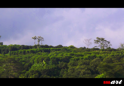 nnoart: Agrowisata Petik Jeruk Malang Petik jeruk di Kabupaten Malang dapat dilakukan di lokasi agrowisata petik jeruk Selorejo.