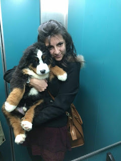 lasciarpaviola, claudiamagro, blogger, fashion, lifestyle, travel, wedding, dog, bovarodelbernese la_sciarpa_viola, claudia_magro, selfie, style, closet, shooting, models, fashion, travelblog, bovaro_bernese, toretto, dogs