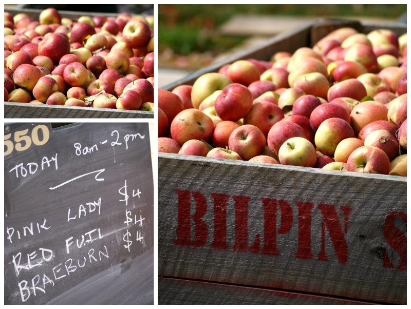 Apple Picking at Biplin Springs Orchard