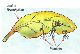 ARP10 - पौधों में अलैंगिक प्रजनन क्या है और यह किन विधियों से होता है