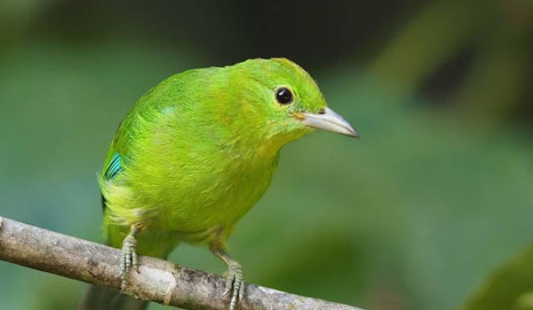 harga burung cucak ijo