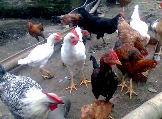 Cara Beternak Ayam Kampung
