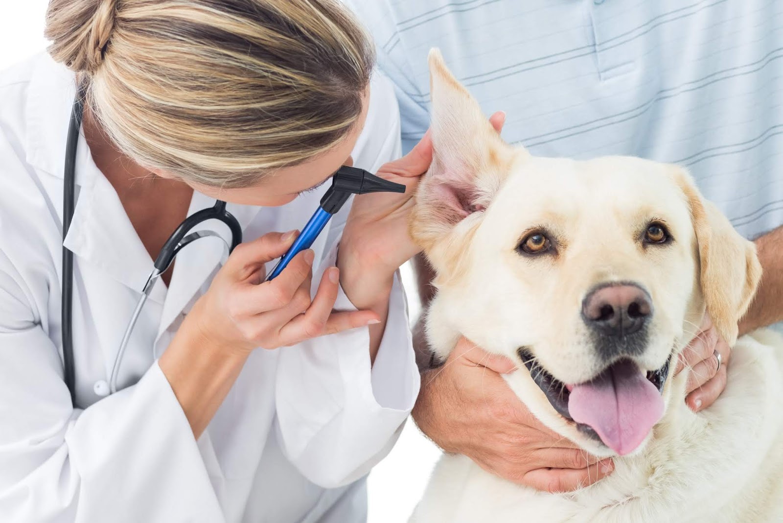 Dog Clinic Medicated and Non Medicated Services from Pet Clinic keep