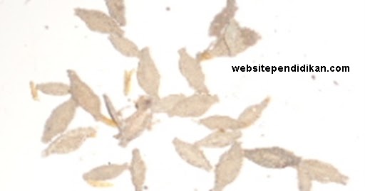 Website Pendidikan
