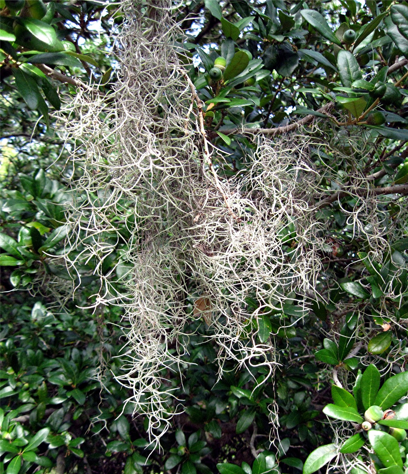 1003 Gardens Spanish moss in the Live oaks in the National Grove of