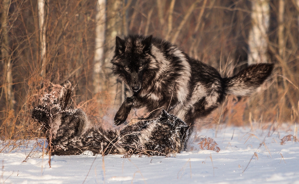 19+ Black Wolves (Black Wolves, #1) Pictures