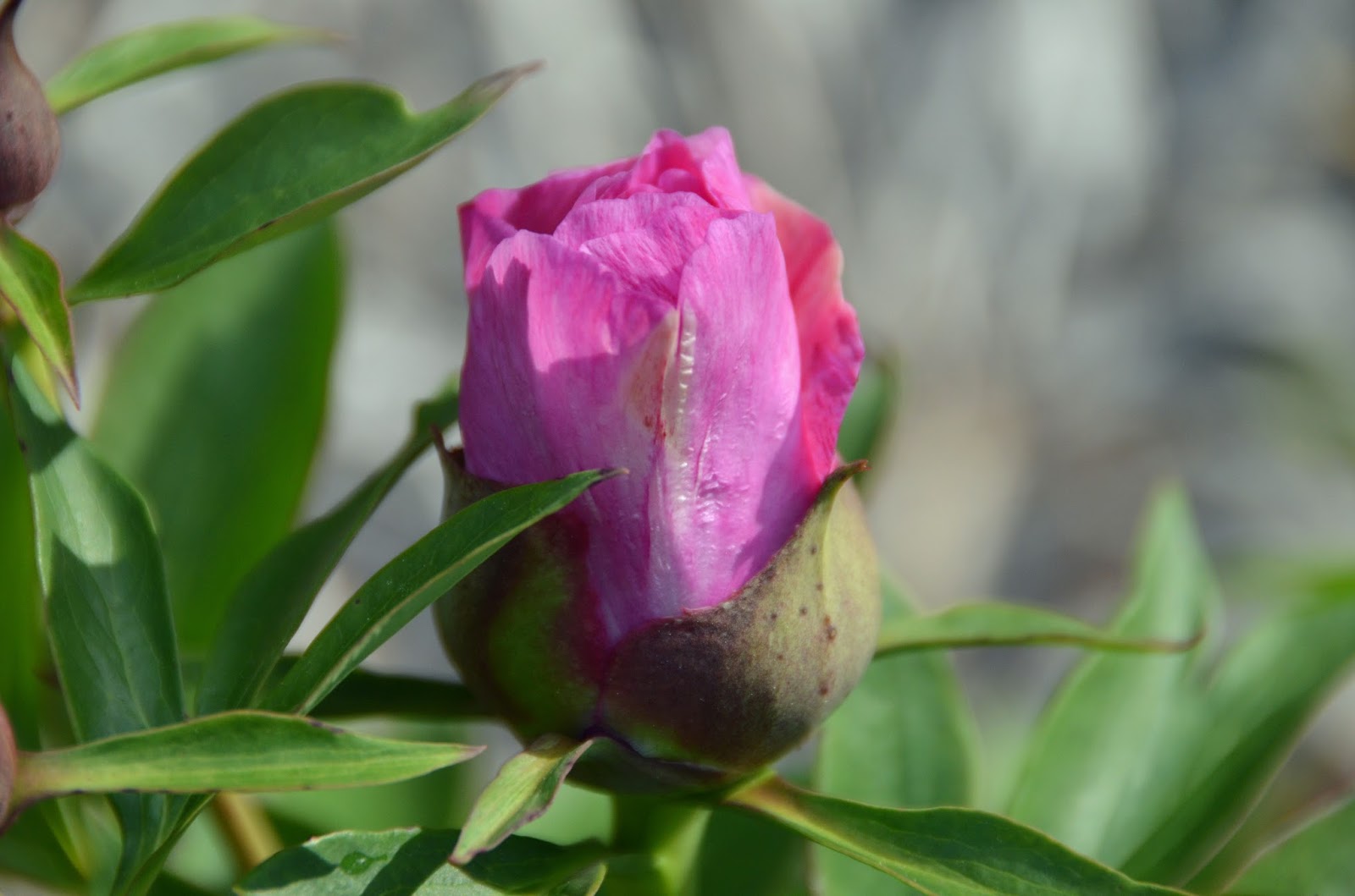 Southern Peony 2016 Intersectional Peony Buds