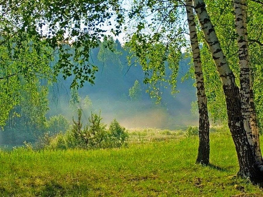 Доброе утро весенний лес картинки с надписями
