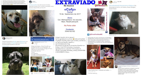 Más de 150 mascotas se encuentran extraviadas en la CdMx tras el terremoto, reportan Más de 150 mascotas se encuentran extraviadas en la CdMx tras el terremoto, reportan