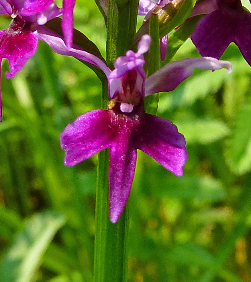 Orchids,Nature and My Outdoor Life Orchids all around us