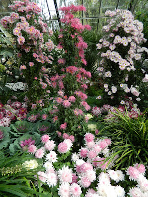 Allan Gardens Conservatory 2015 Chrysanthemum Show mum standards by garden muses-not another Toronto gardening blog Allan Gardens Conservatory 2015 Chrysanthemum Show mum standards by garden muses-not another Toronto gardening blog