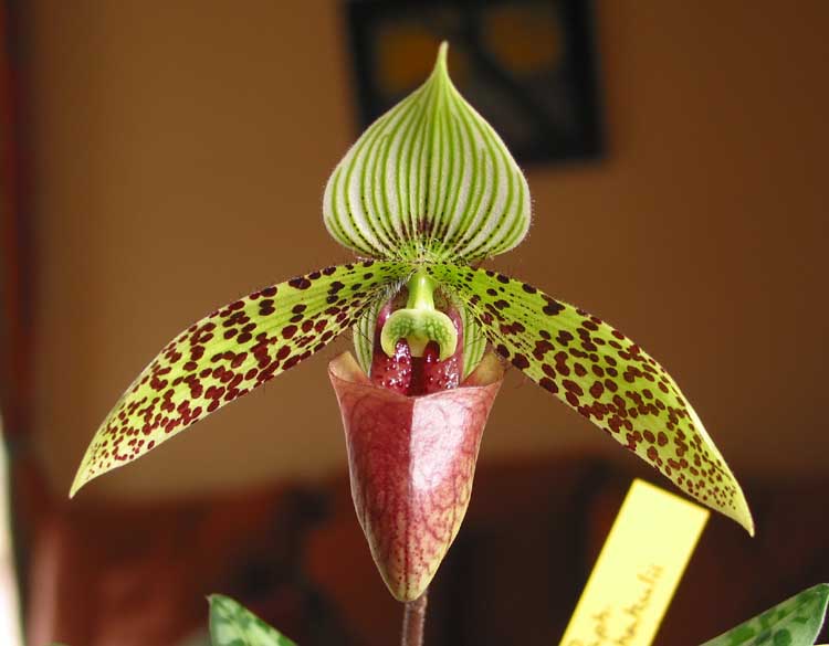 Las orquídeas de Iván Arroyo (Turrusta): Consejos para el cultivo de  Paphiopedilum